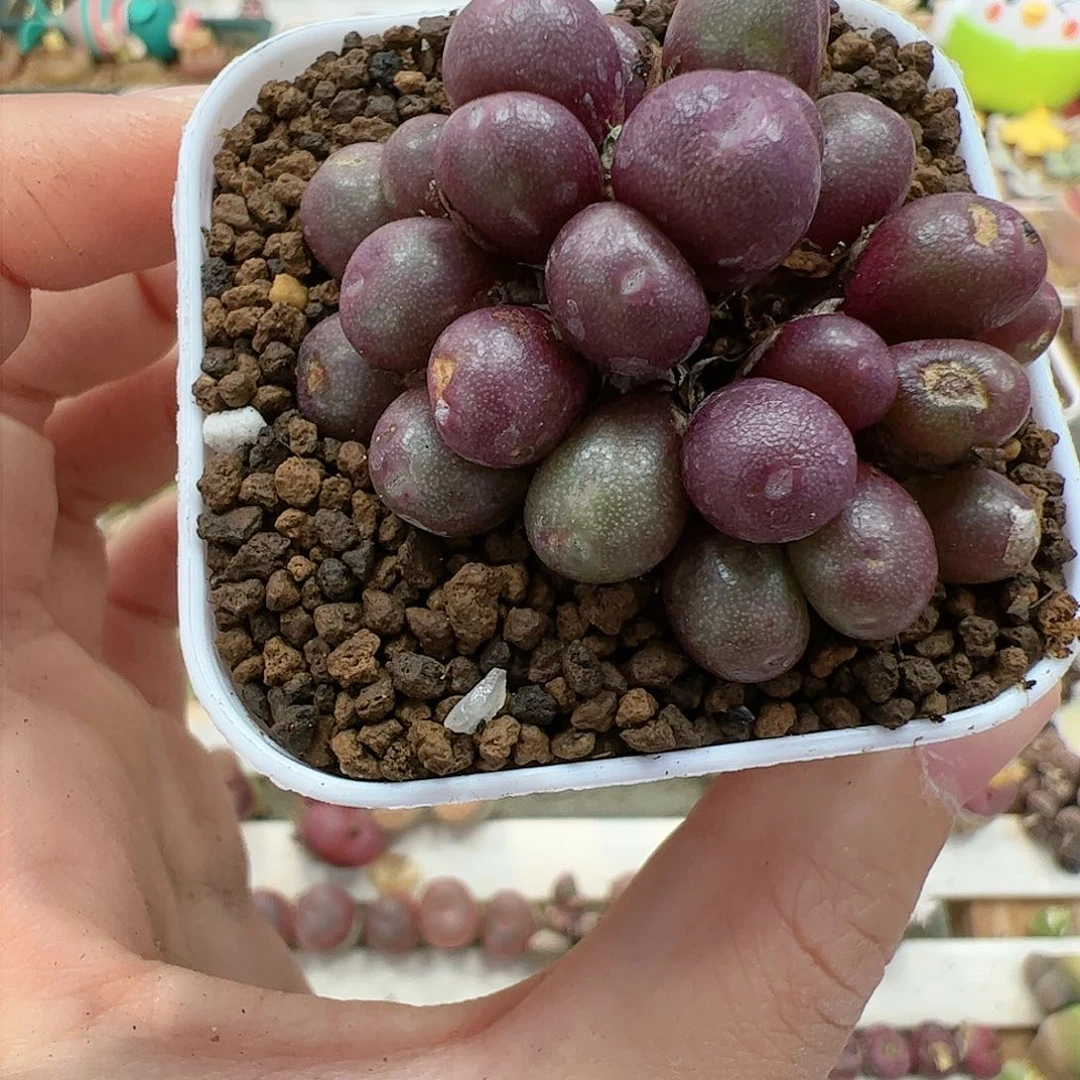 【闪购商品】262 紫葡萄