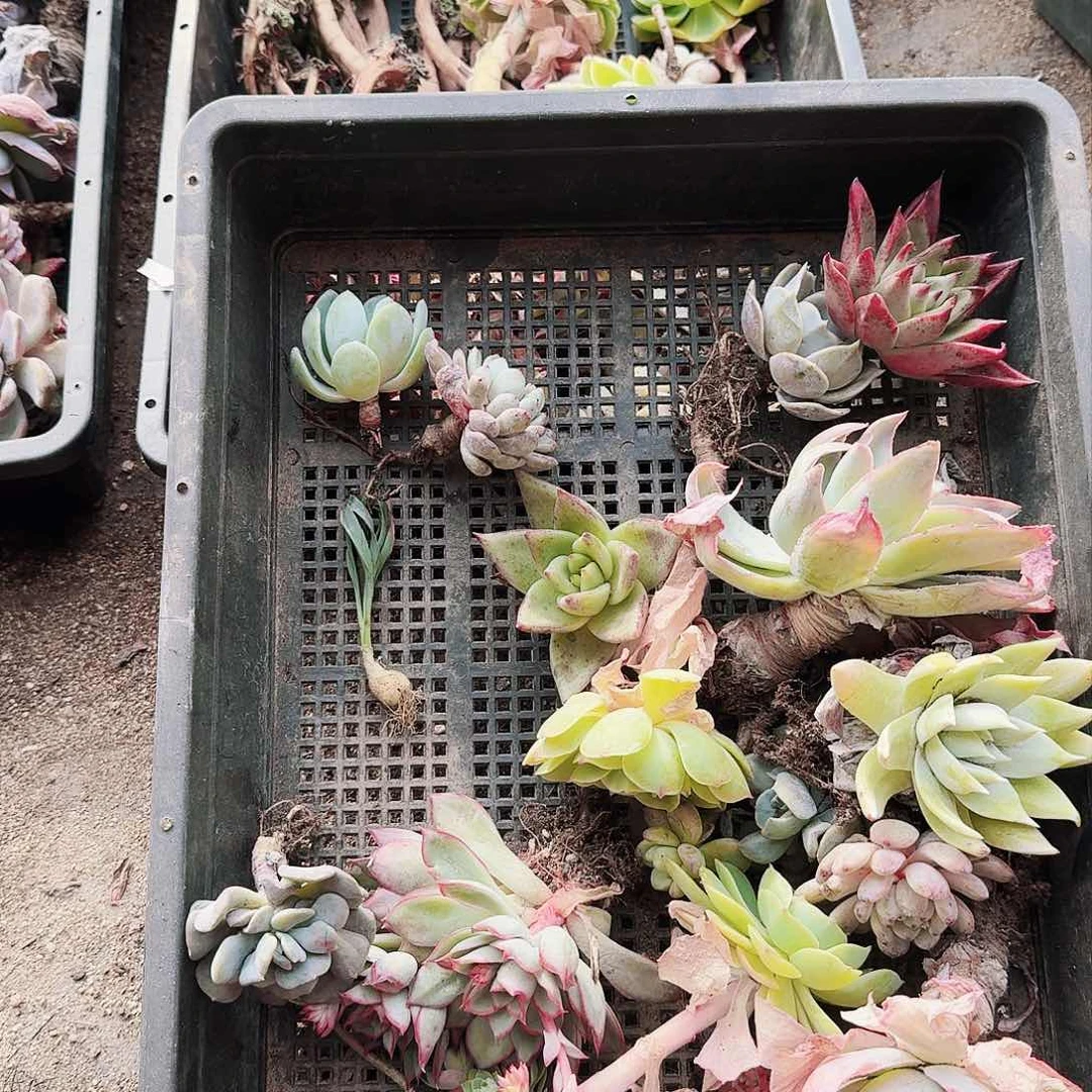 满20包邮零下拍保温箱88号筐无售后