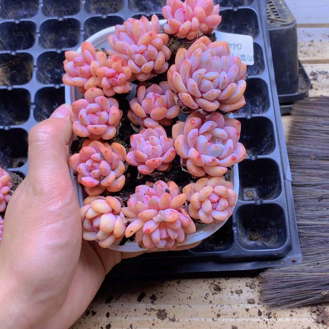 我要去看你了啊我044