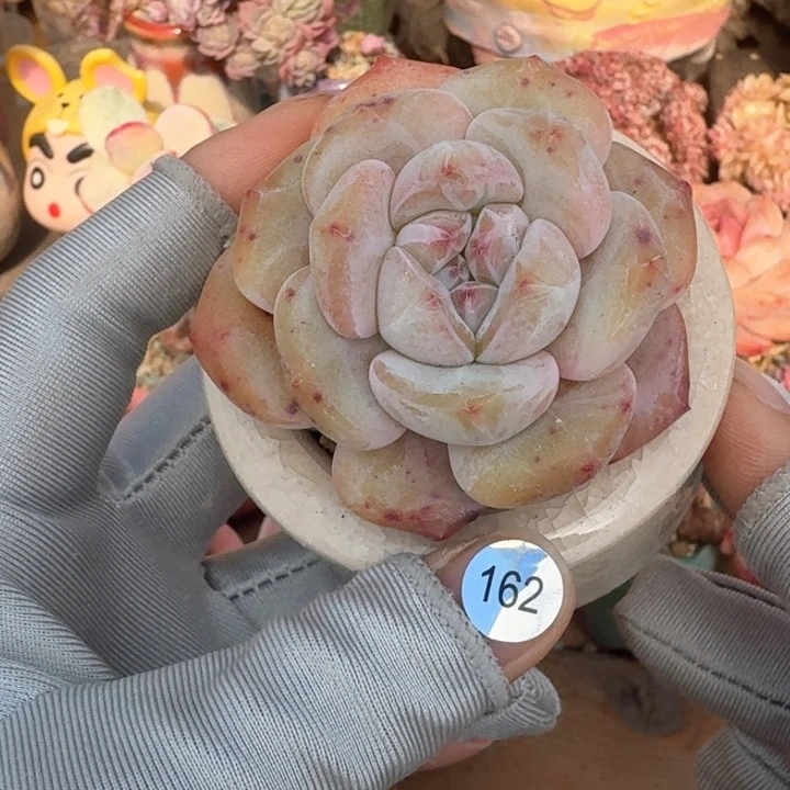 162 多肉含盆土 满30元包邮 除偏远