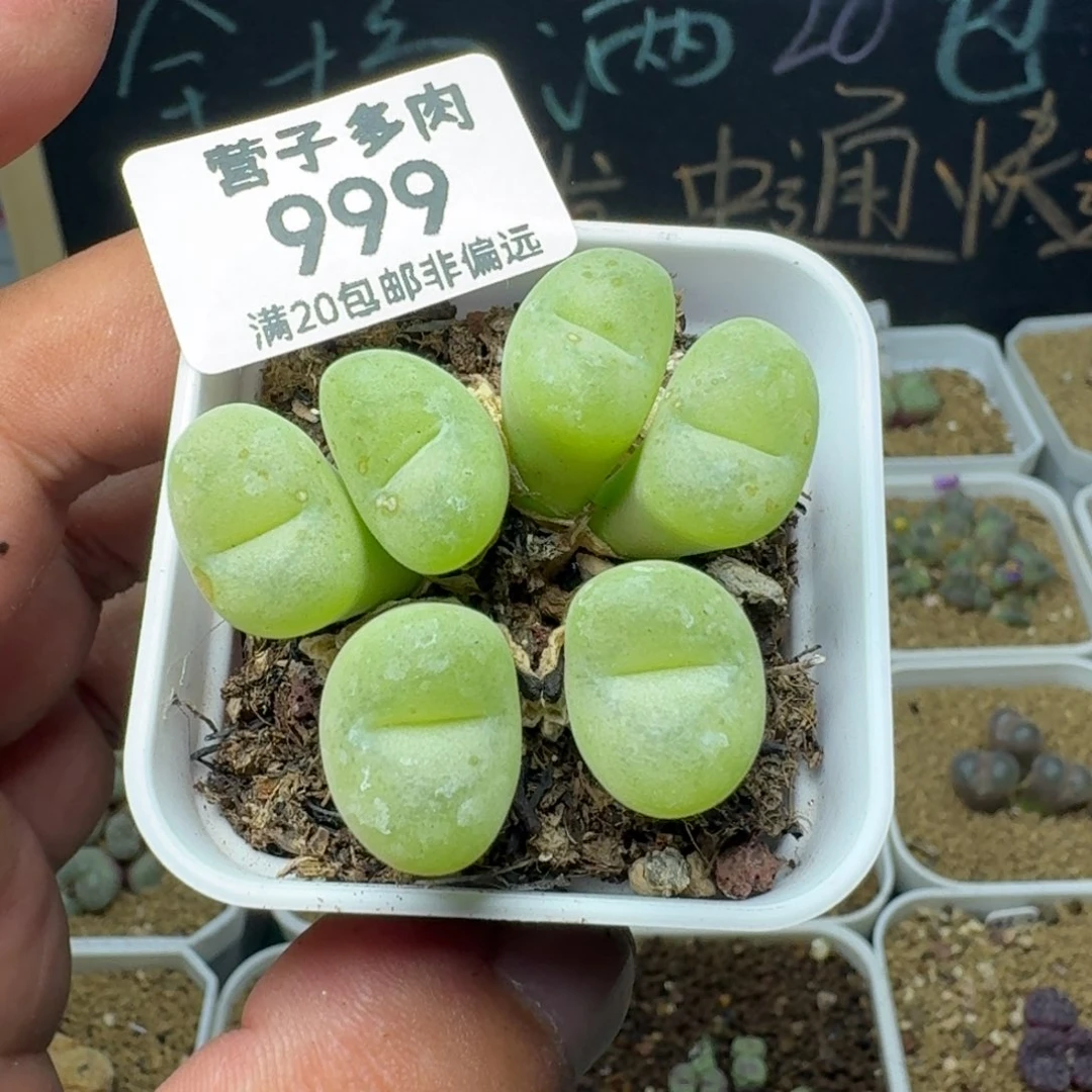 空卡带盆土    6头