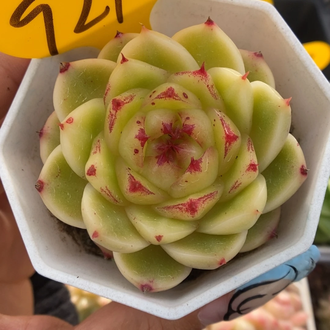 晶晶珍妮可拍921号