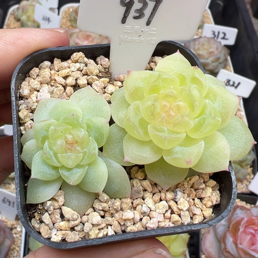 937号财富密码8888