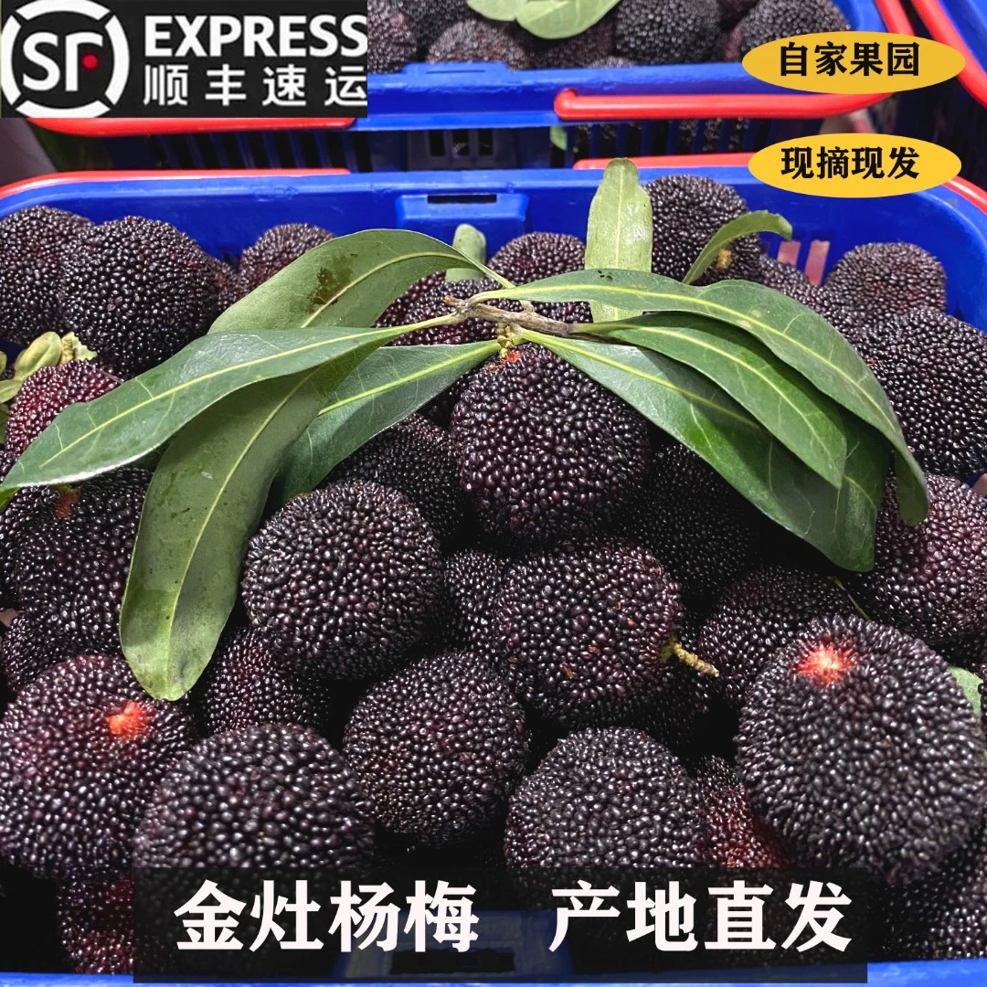 潮汕金灶 大乌梅 软丝杨梅新鲜采摘 4斤顺丰包邮