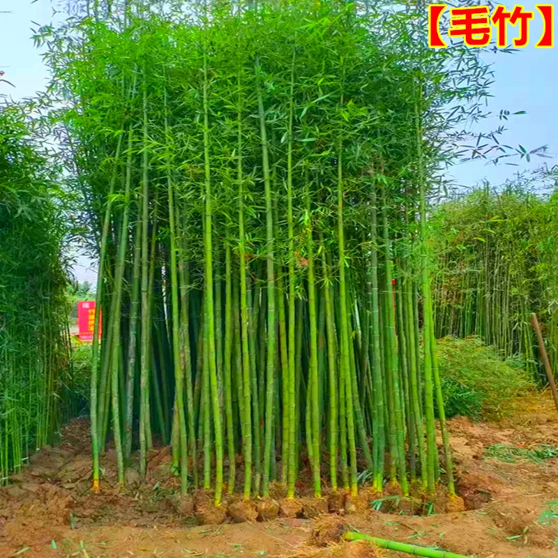 毛竹苗庭院点缀北方耐寒竹大型户外风景四季常青户外点缀观赏植物