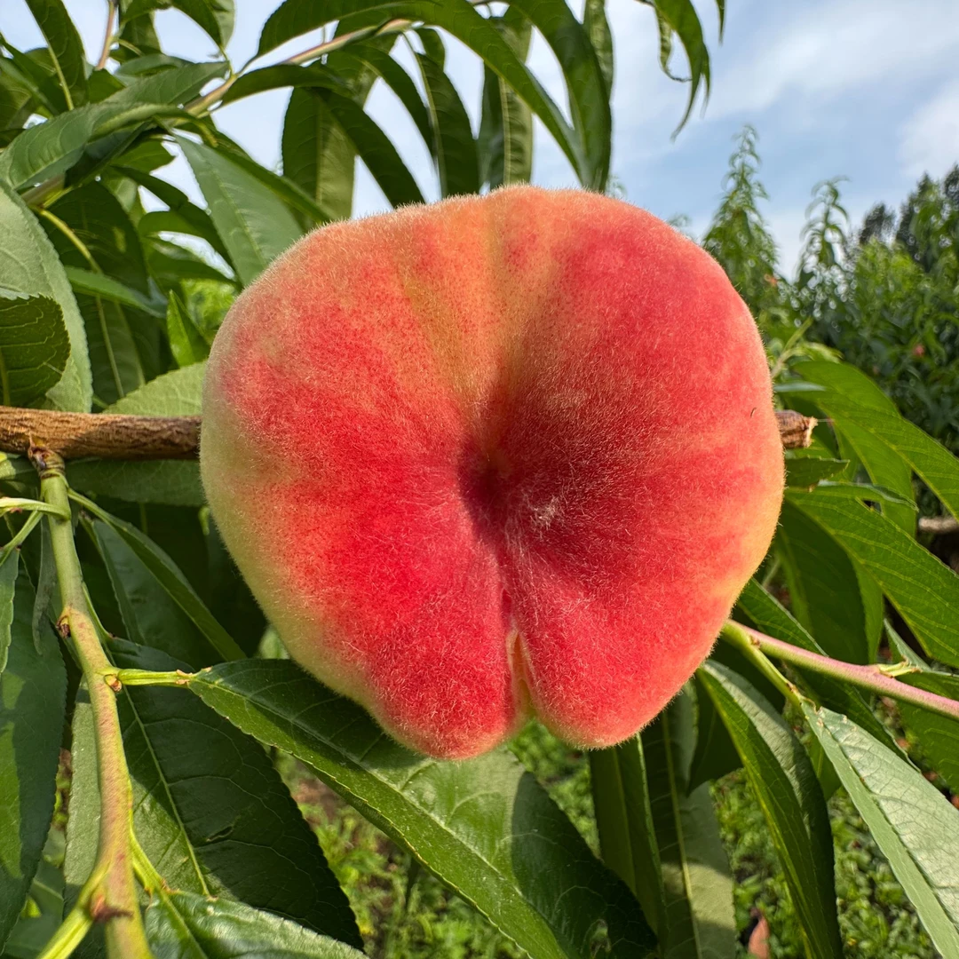 【北京平谷】陆地早露蟠桃1/3/6斤装桃子同城送北京市