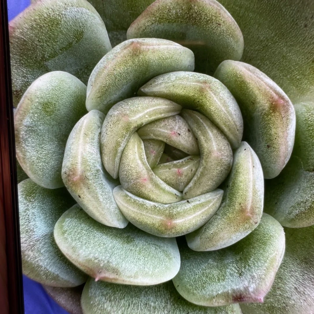 福仔20粒，大宽叶！