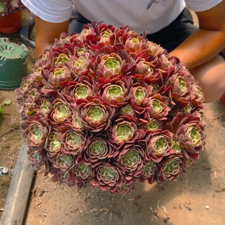 68.8孔雀翎一棵包邮