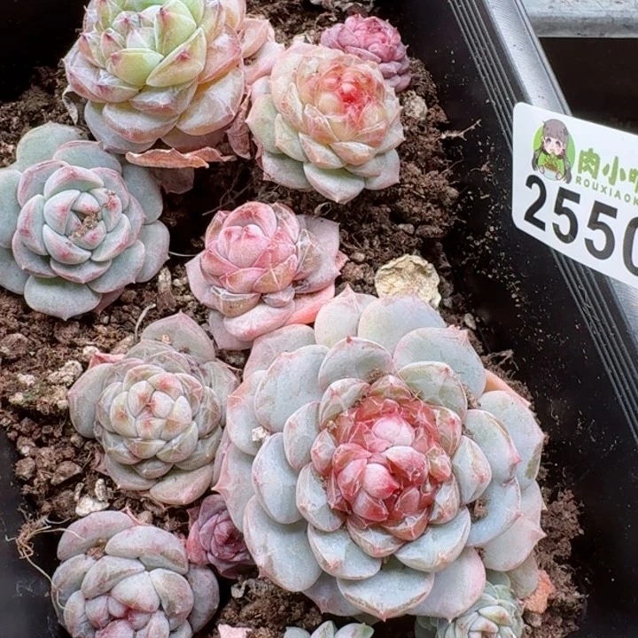 多肉植物多肉植物