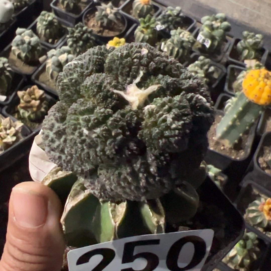 哥斯拉牡丹仙人球250