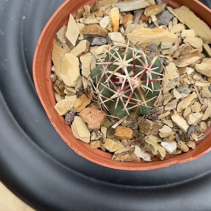 晓***呀大红鹰实生根东北货