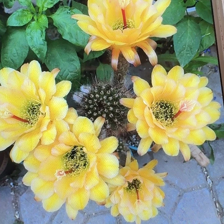 法一带根高12公分毛花柱