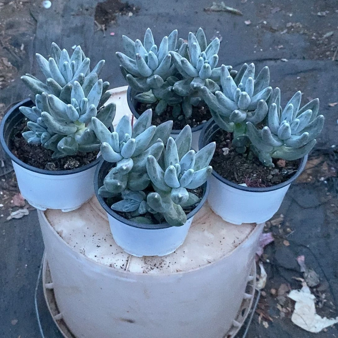 乌拉克拉1颗带盆带土