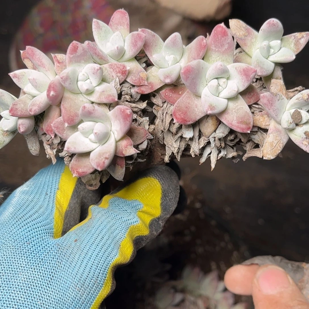 2696刘丹拇指砍头多肉