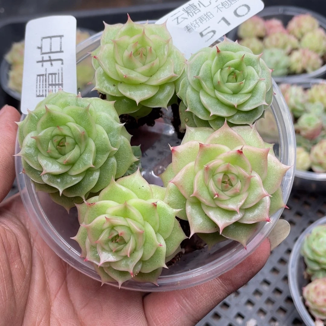 云糖心多肉植物510