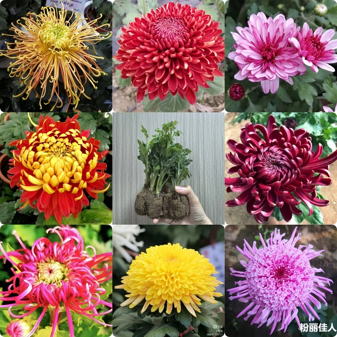 大菊花苗九月菊乒乓菊花多年生绿植四季开花卉室内外种植盆栽地栽