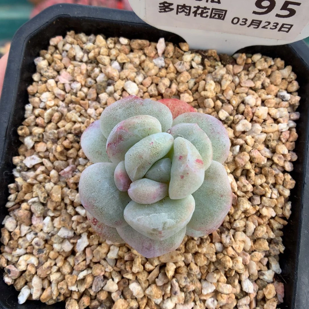 95灭心冰玉石化紫锦多肉