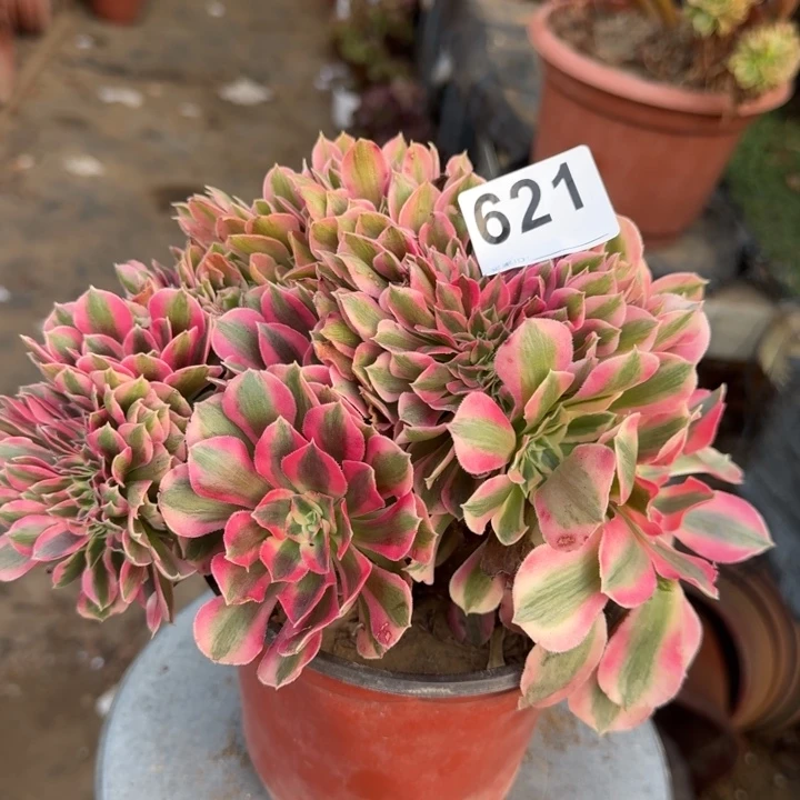 糖果女巫法师锦缀化621