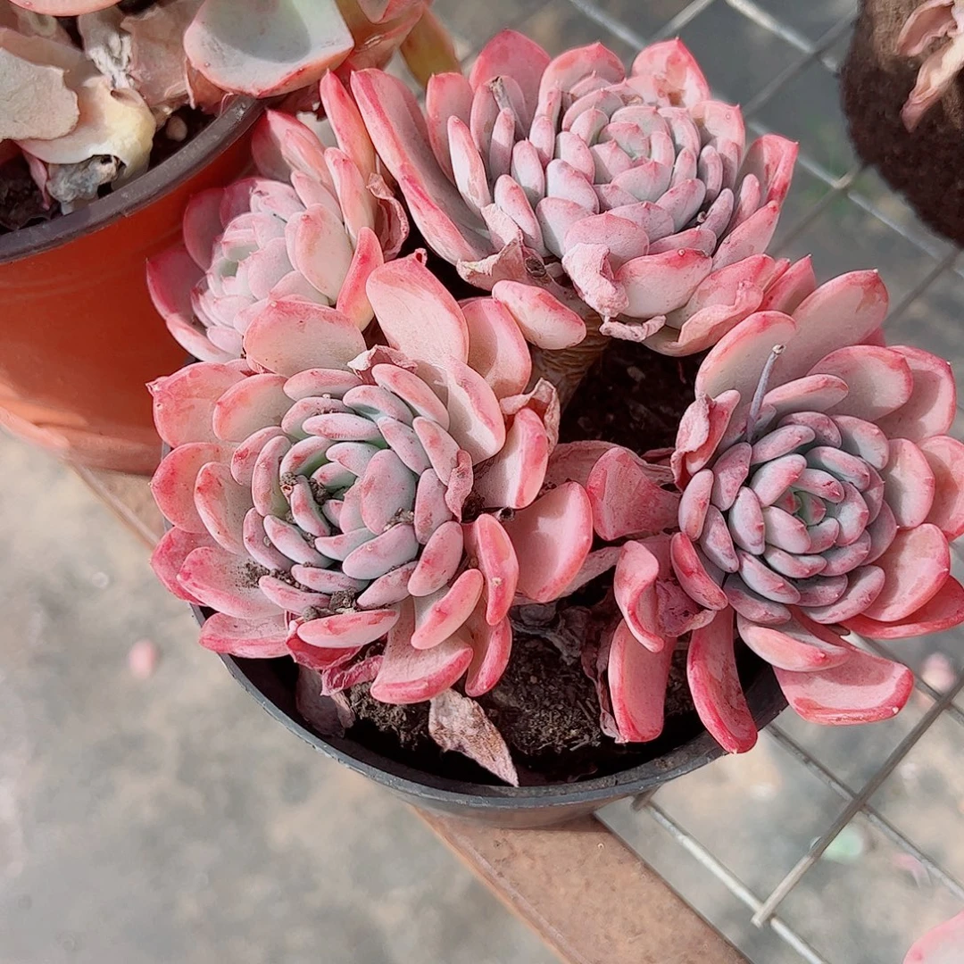 玛瑙多头造型精品特价