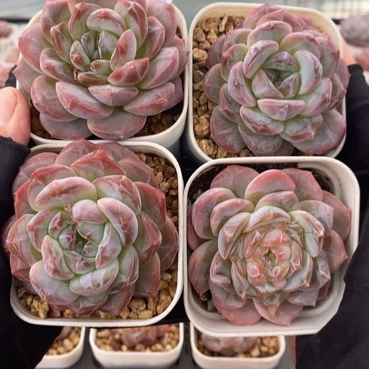 1120-505，粉魄4个