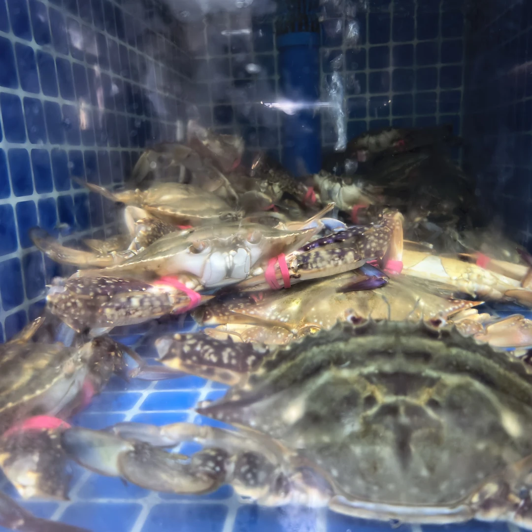 东港飞蟹母3斤100 保鲜不保活