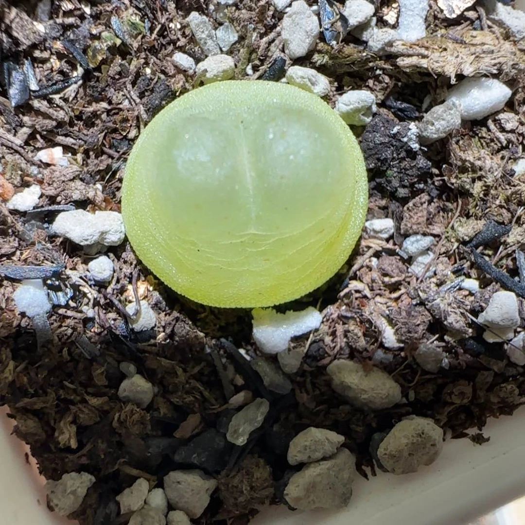 肉锥多肉植物百科4-日式拉登404