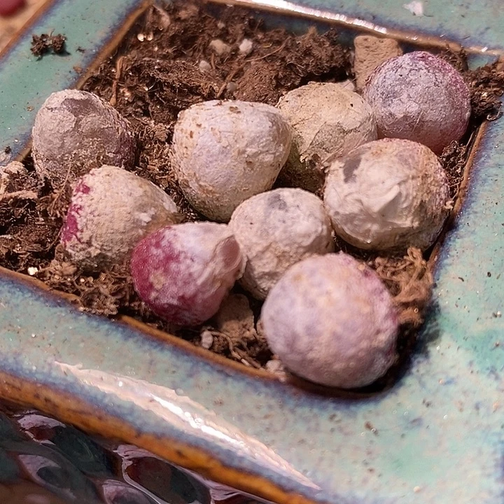 1厘米以上灯泡10颗。