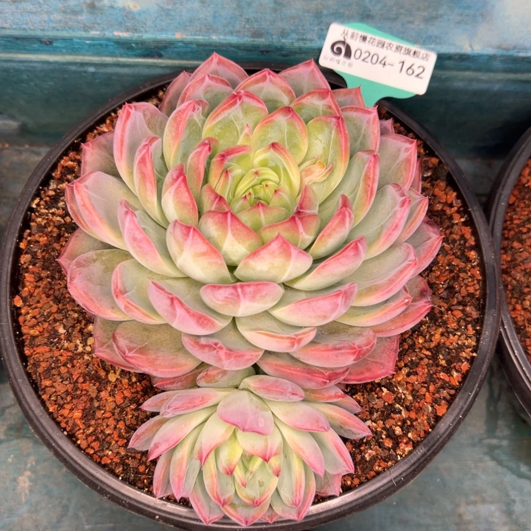 多肉一物一拍0204-162