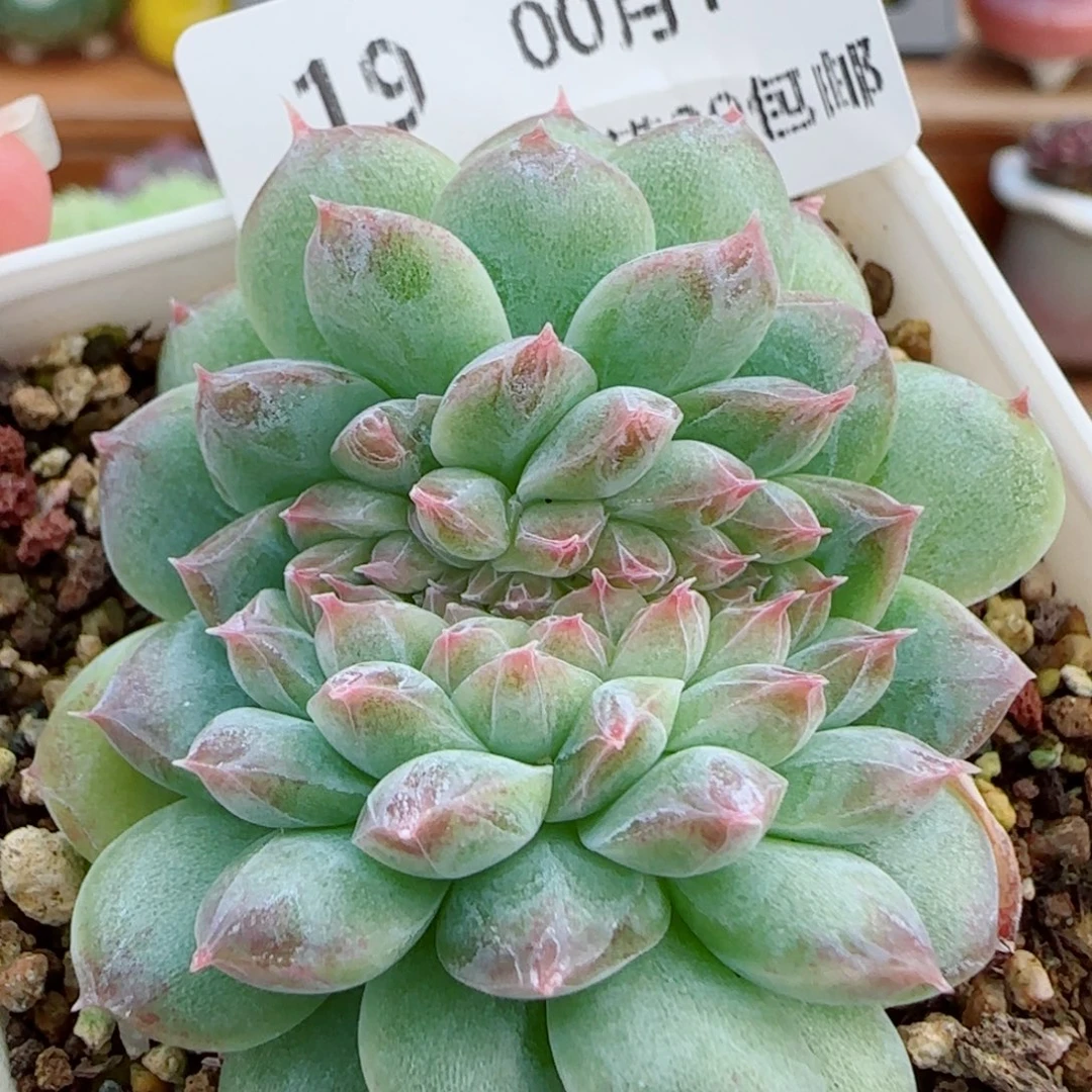 花语逸镜0018-19白桃汽水缀化