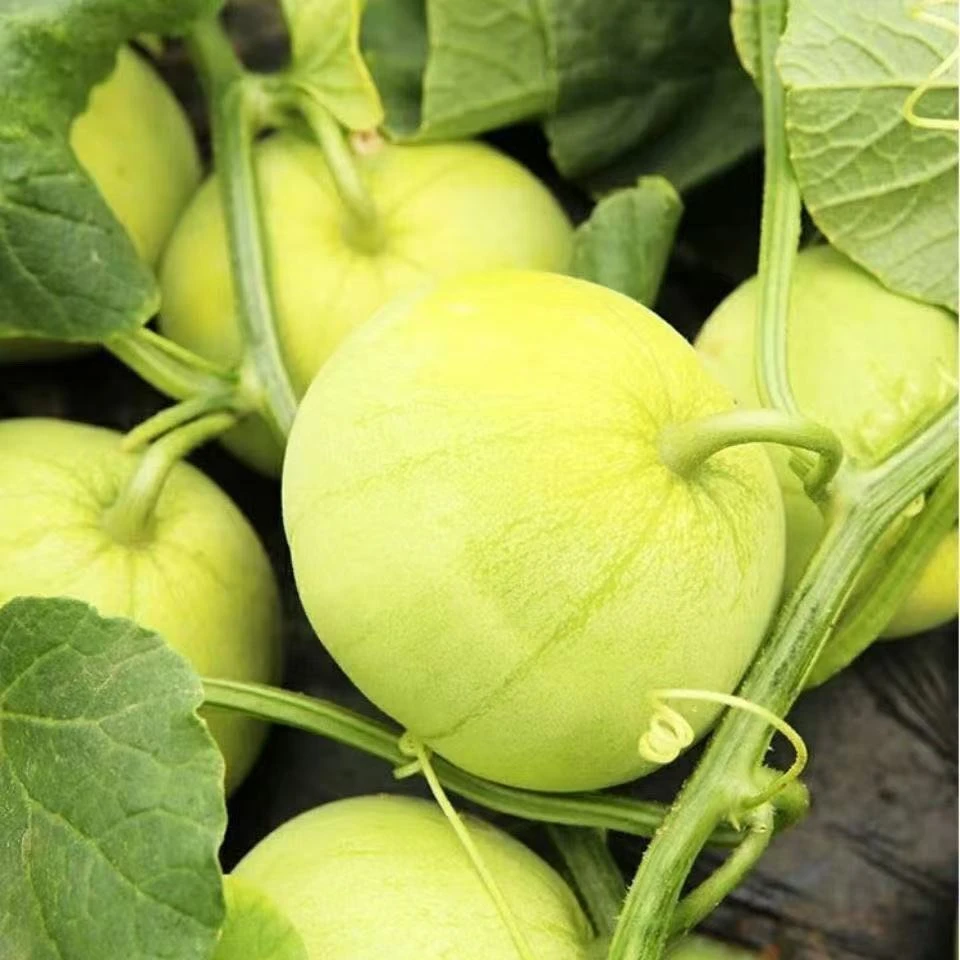 2025头茬现摘现发应季香瓜甜瓜密瓜一件也是批发多汁新鲜水果