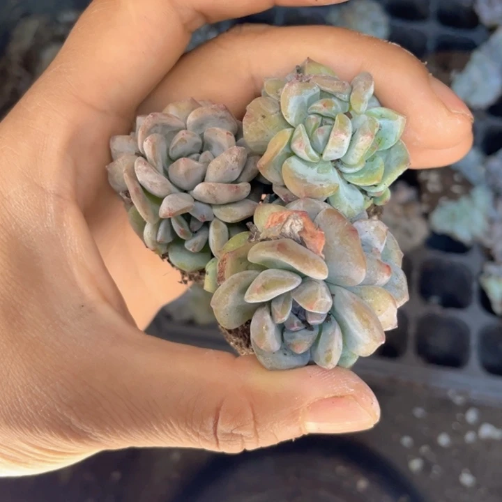 星影群4头随机发3颗