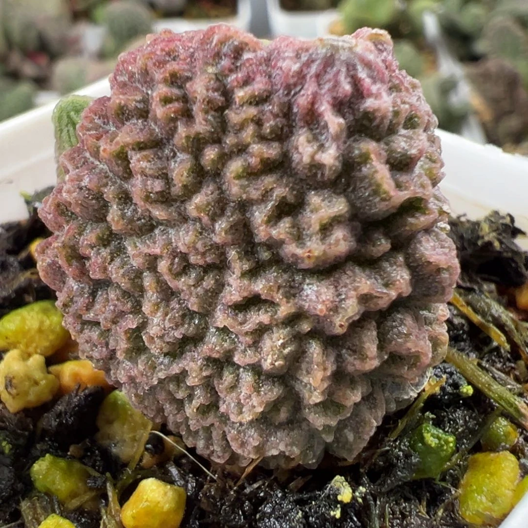 圆叶尢刺纹实生新品大苗