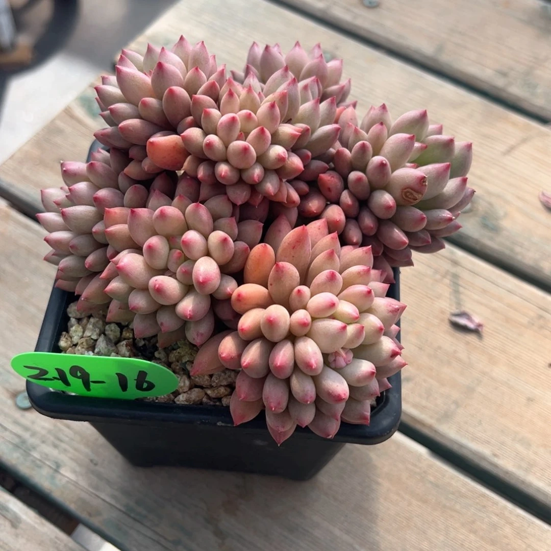 开*2.19.16岩字多肉