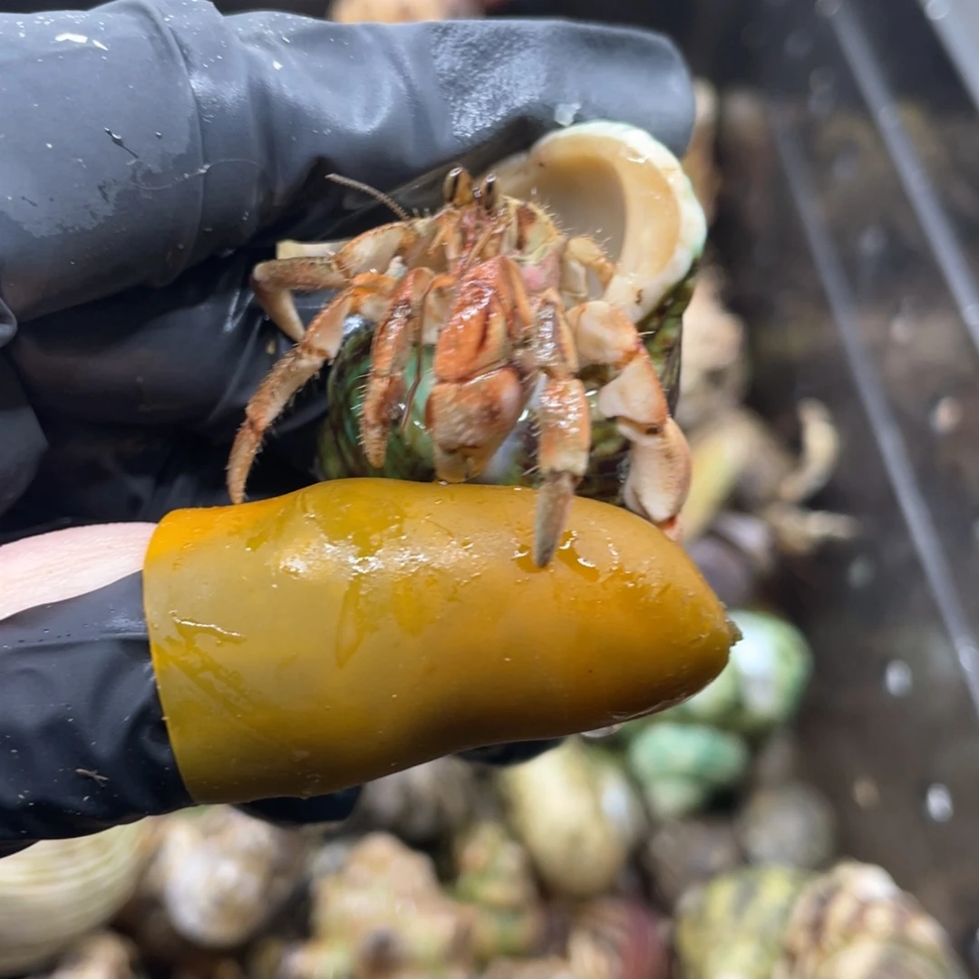 不退不换活体宠物49
