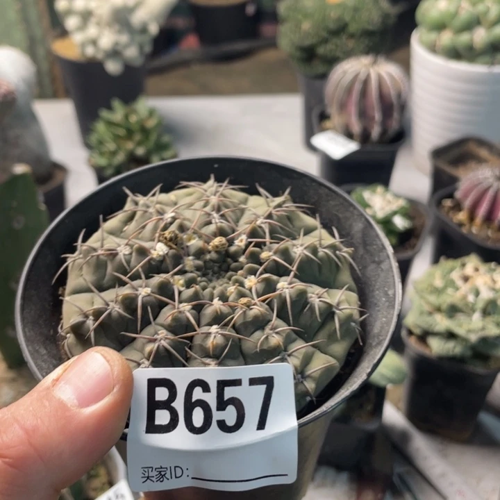 657三本刺仙人球一个