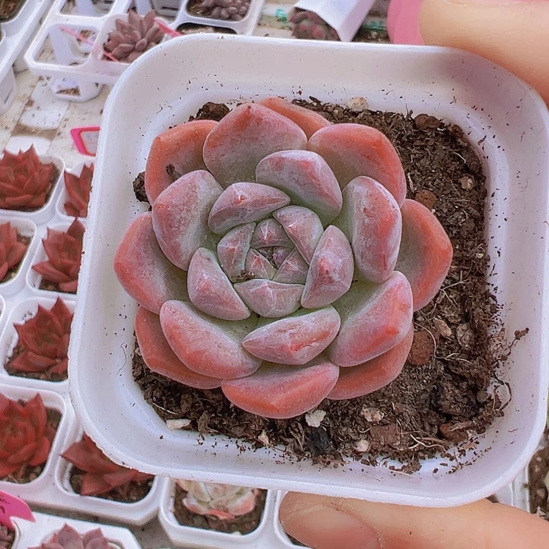 如梦令单头19包邮多肉植物