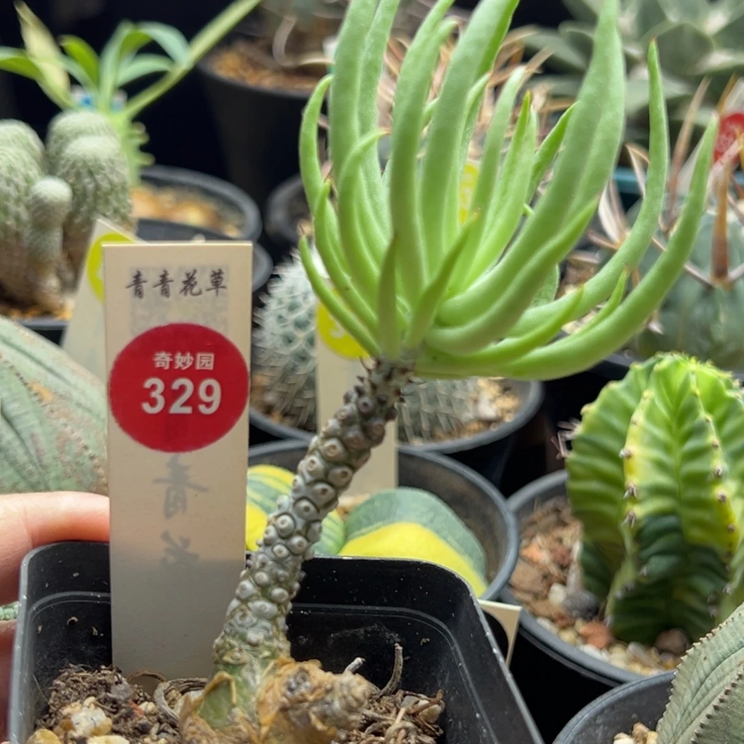 老桩白象一棵仙人球6687