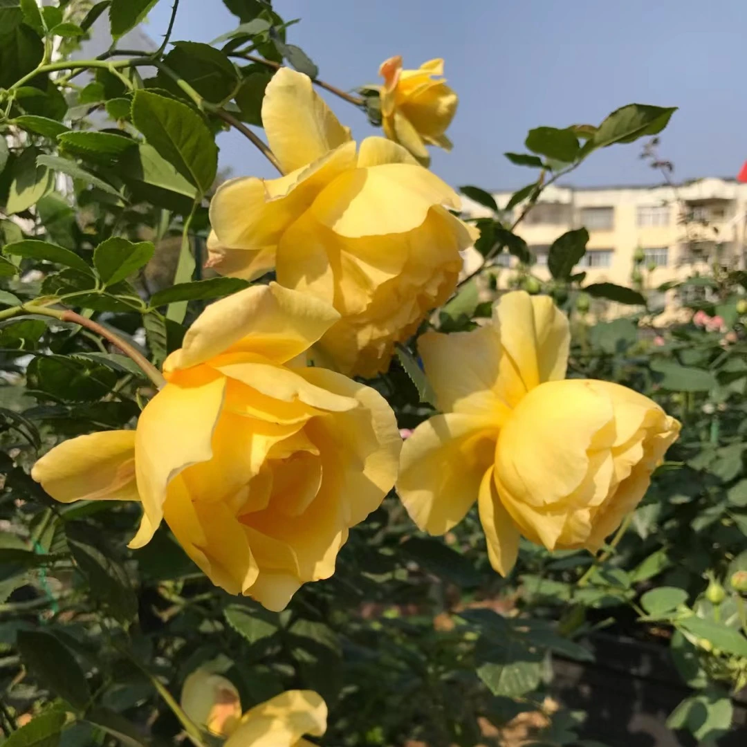 【库存有限的瞅这/随时更新】月季花小杯苗