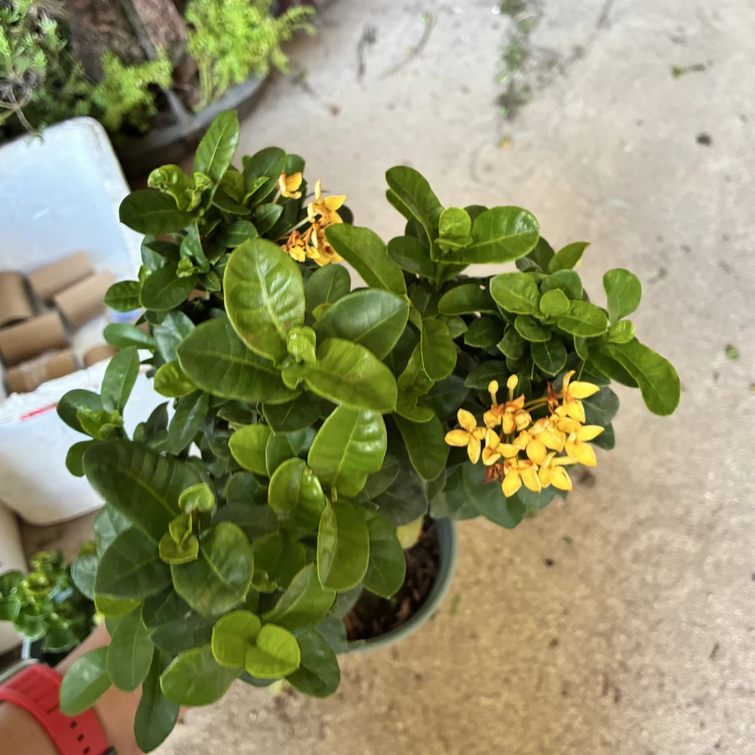 变异黄花龙船花/老桩母树头/名种稀少/喜水