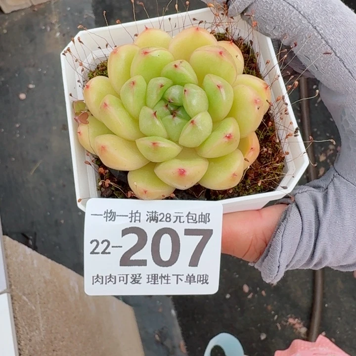 莱拉多肉无盆土发货