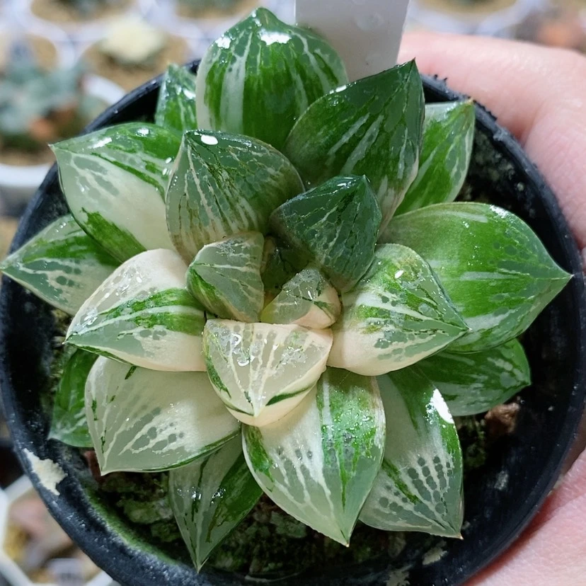 【闪购商品】121莫迪卡杂交锦