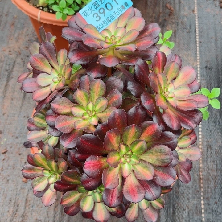 晚霞3901多肉植物