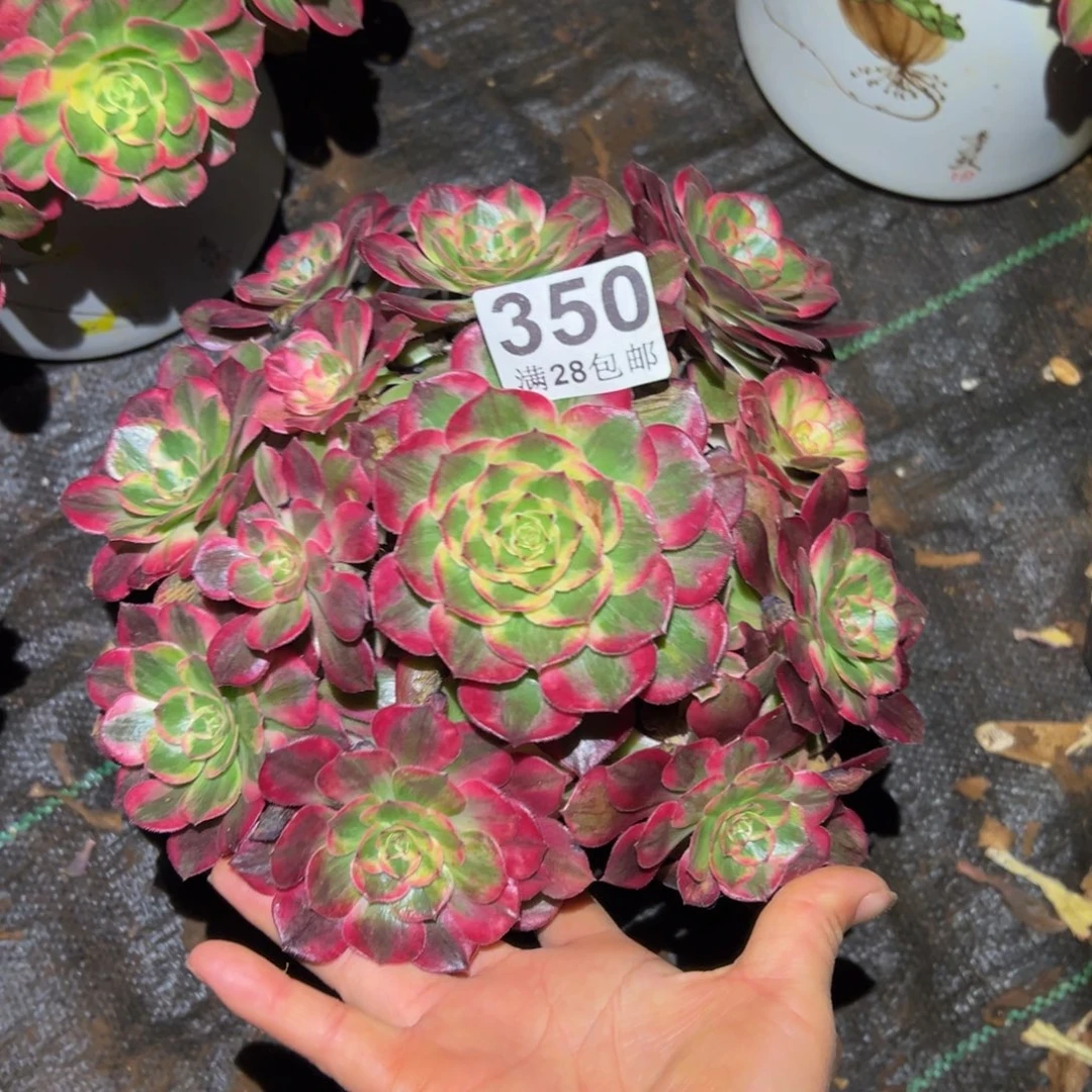 多肉植物350赤子心