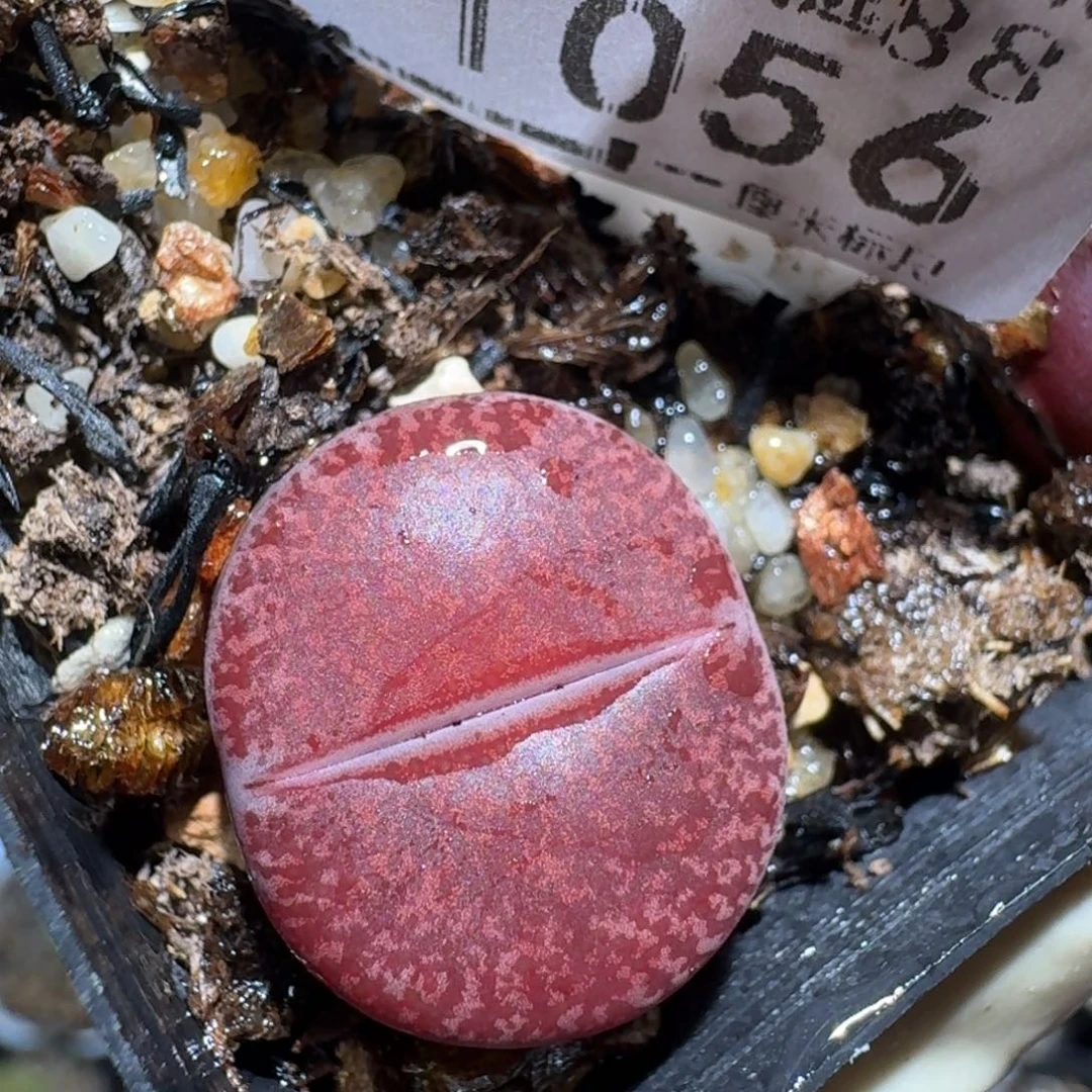 zzzz好货也清仓1056