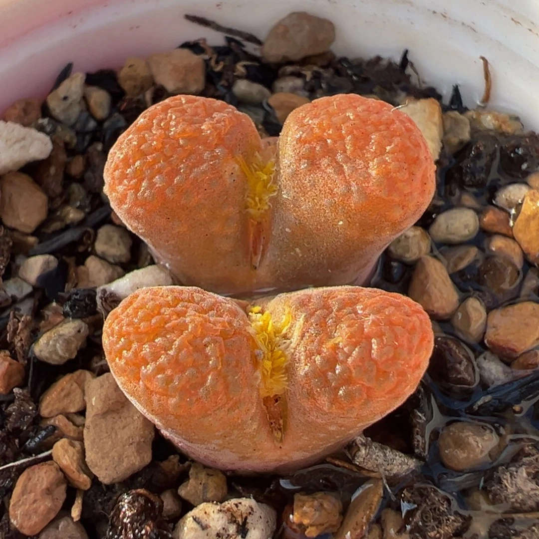 024多肉植物种类和