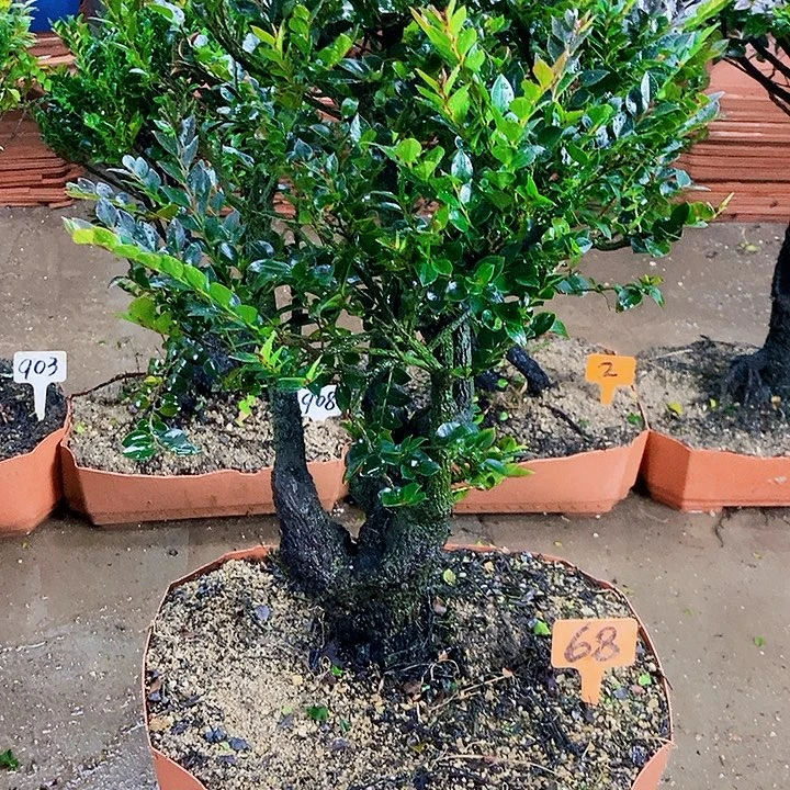 无花朵小叶紫檀木