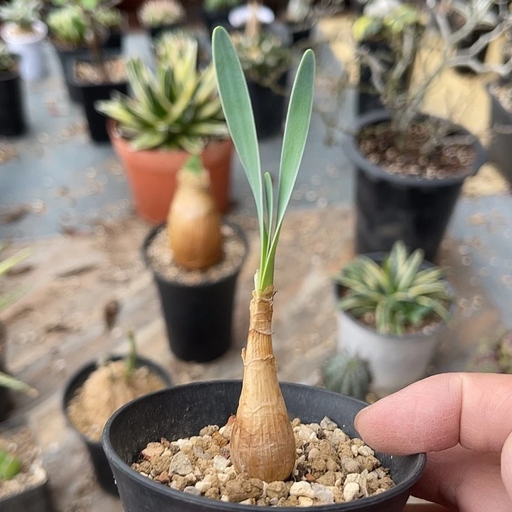 无花朵老家产地巨凤之卵