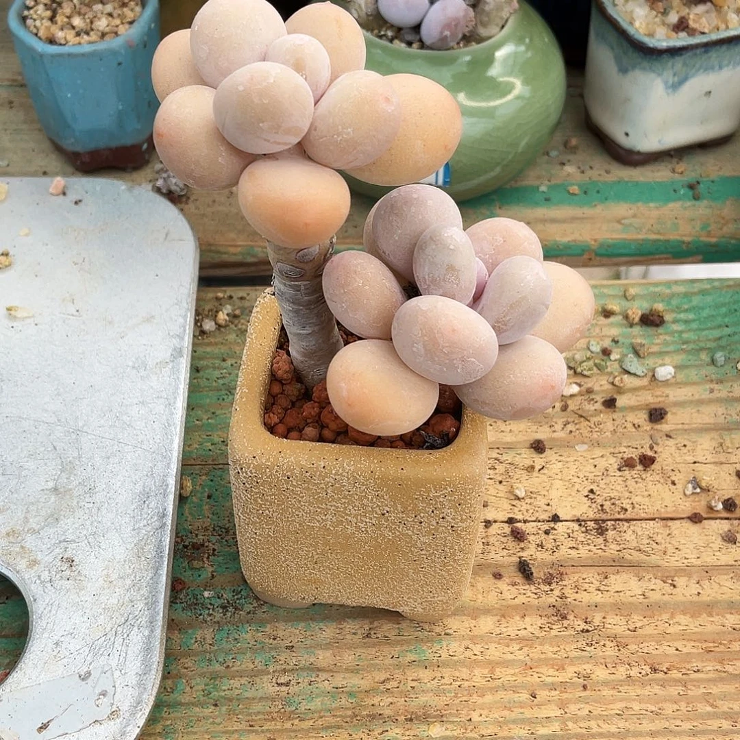 多肉植物的生长发育