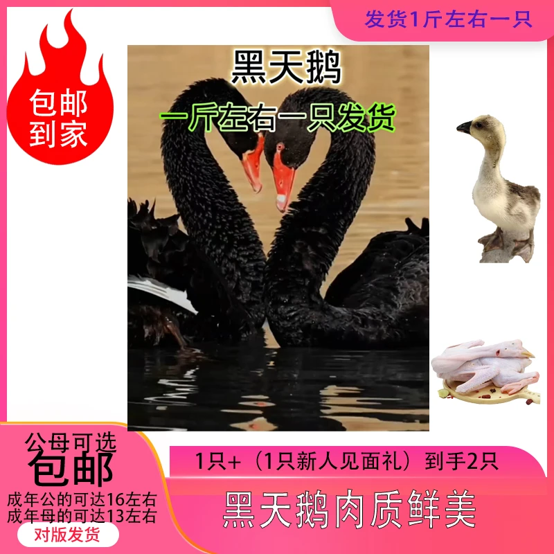 人工养殖黑天鹅鹅肉肉质鲜美（发货是一斤左右一只）公母可选