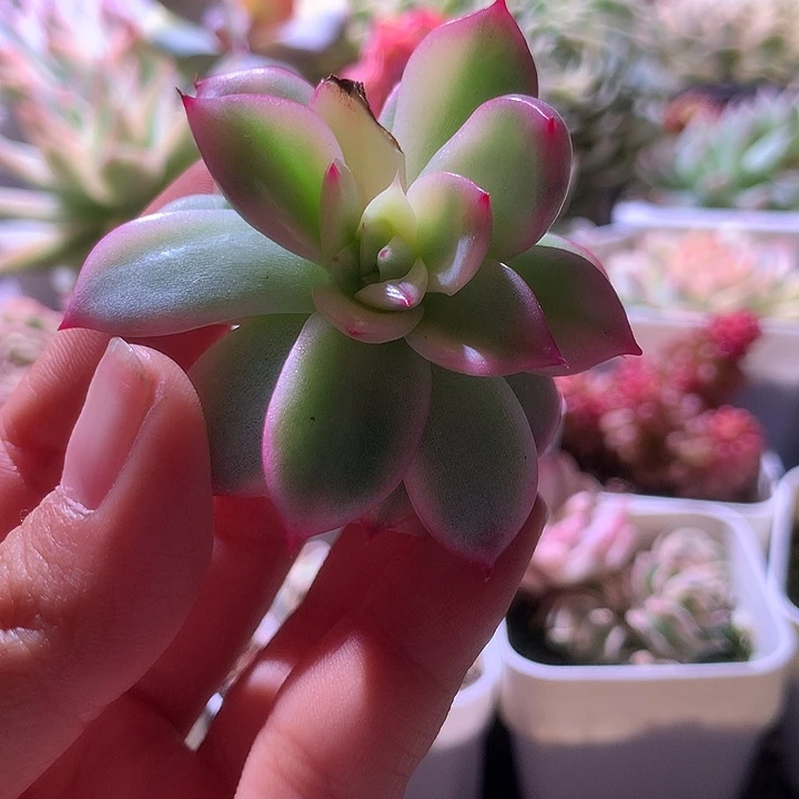 弗洛瑞安娜有杆子